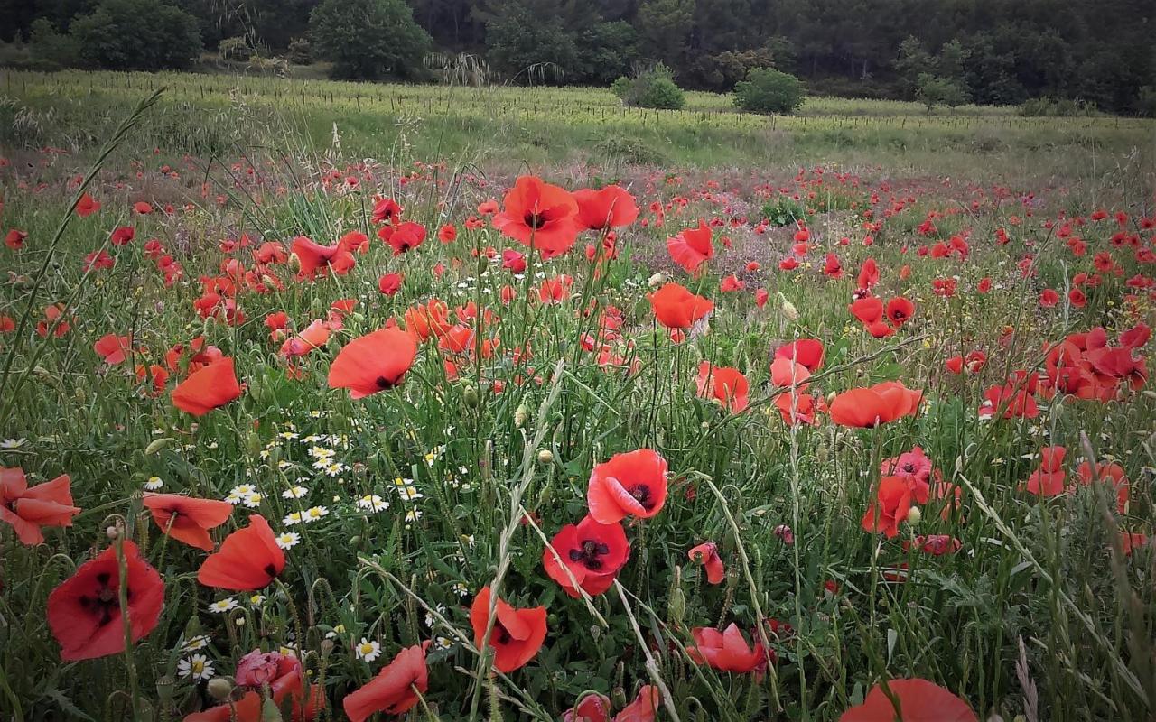 Une Chambre En Luberon Puyvert ภายนอก รูปภาพ